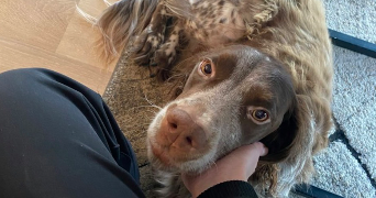 sarah pet sitter à TREMBLAY EN FRANCE 93290_5
