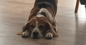 alice pet sitter à Colmar 68000_7