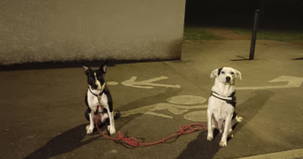 nicolas dog sitter à FEURS 42110_4