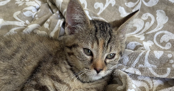 evannah pet sitter à SENS 89100_3