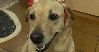 florine pet sitter à PANTIN 93500_3