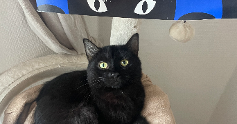 maelys pet sitter à LA GARENNE COLOMBES 92250_2