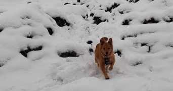 sylvain pet sitter à STE MARIE 32200_1