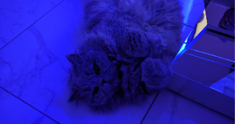 laura pet sitter à CHENNEVIERES SUR MARNE 94430_2