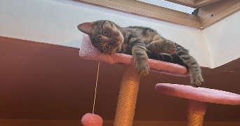 manon pet sitter à CHAMPIGNEULLES 54250_5