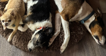 laurie pet sitter à Hauterive la fresse 25650_9