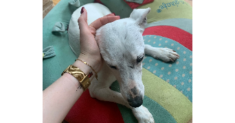ambre pet sitter à BORDEAUX 33800_5