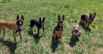 djamaïlo pet sitter à Bron 69500_0