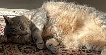 lara pet sitter à ST CYR AU MONT D OR 69450_2
