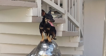 christlene pet sitter à RENNES 35700_1