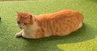 mathieu pet sitter à BORDEAUX 33800_2