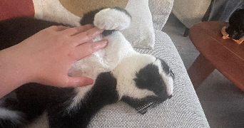 Chloé pet sitter à Massy 91300_1