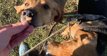 laureen pet sitter à VALENTIGNEY 25700_5