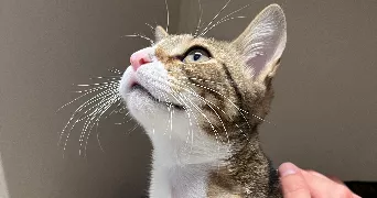 julie pet sitter à CLERMONT FERRAND 63000