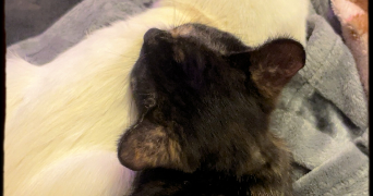 inssaf pet sitter à PONTOISE 95300_5