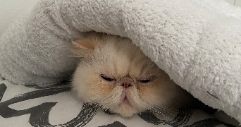 isabella pet sitter à VILLEURBANNE 69100_7