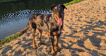 nolène pet sitter à CHATEAUNEUF SUR LOIRE 45110_8