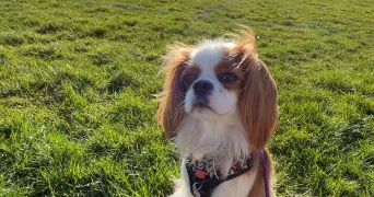 christine dog sitter à AURILLAC 15000
