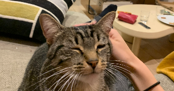 aurelia pet sitter à HERBLAY SUR SEINE 95220_2