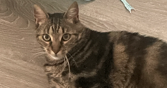 mallory pet sitter à WALTENHEIM 68510_2