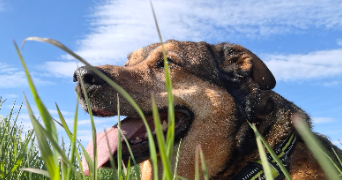 alexandra pet sitter à CHATOU 78400_3