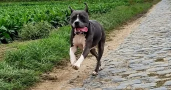 Lydwine pet sitter à Lys-lez-Lannoy 59390
