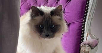 laura pet sitter à Courbevoie 92400_6