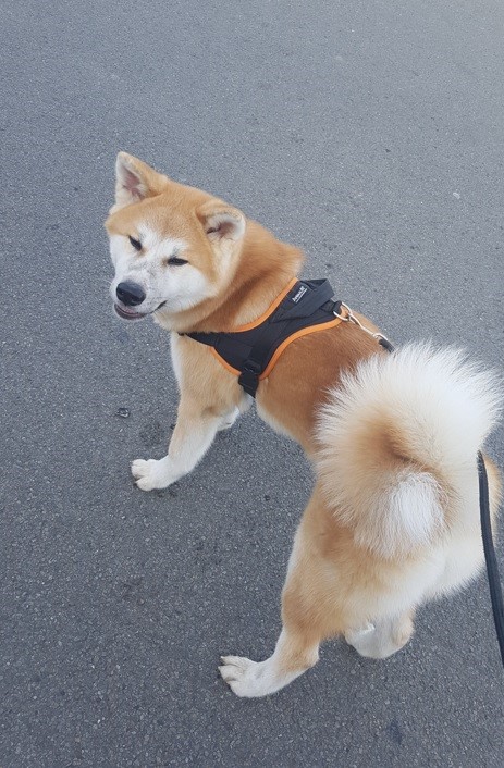 adrien pet sitter à Saint nolff 56250_3