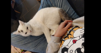 marine pet sitter à VINCENNES 94300_6