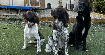 charlotte pet sitter à NEUVILLE SUR VANNE 10190_1