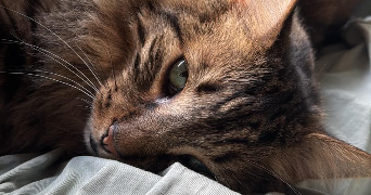 léonie pet sitter à MONT ST AIGNAN 76130_1