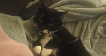 lilou pet sitter à CYSOING 59830_2