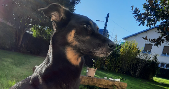 sylvie pet sitter à NOUSTY 64420_0