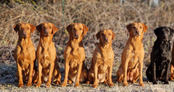 laura pet sitter à BUCY LE LONG 02880_3