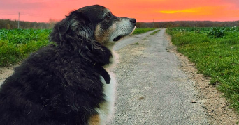 lola pet sitter à Orléans 45000_2