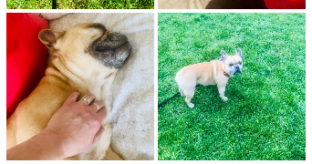 séverine  pet sitter à 59000 Lille 59000_4