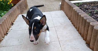 christelle pet sitter à MORANGIS 91420_10