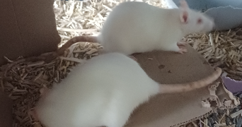 justine pet sitter à BORDEAUX 33000_1