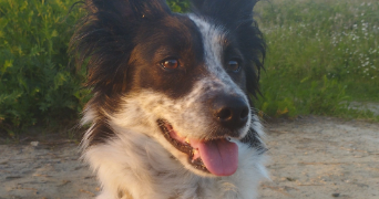 perrine pet sitter à LEWARDE 59287_1