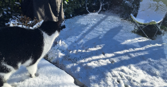 flora pet sitter à CERGY 95800_2