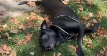 claire pet sitter à NOISY LE ROI 78590_3