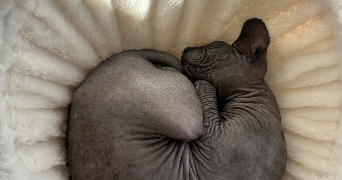 camille pet sitter à Saint Vincent de Tyrosse 40230_6