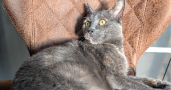 sidonie pet sitter à CARVIN 62220_2