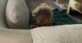 cyril pet sitter à ST HERBLAIN 44800_11