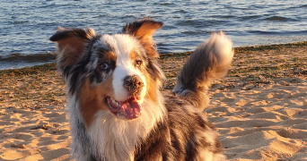 valérie pet sitter à ST AUBIN DES LANDES 35500_1