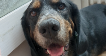 clémence pet sitter à MARSEILLE 08 13008_9