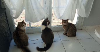 daniel pet sitter à FRASNE 25560_5
