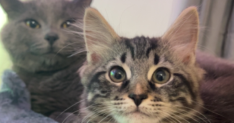 estelle pet sitter à CONFLANS STE HONORINE 78700_4