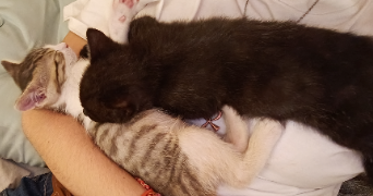 lilou pet sitter à NANTERRE 92000_1