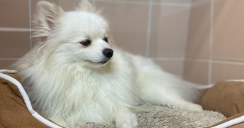 jade pet sitter à CHARPONT 28500_9